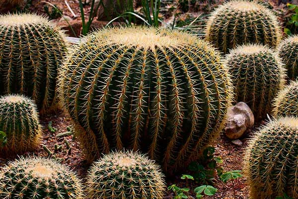 cacto-berrel-echinocactus-grusonii-01 plantas que producen agua
