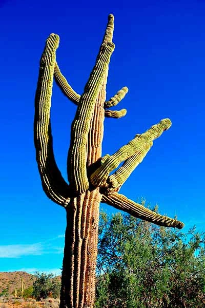 cacto-saguaro-cereus-giganteus-01 Un ejemplar de cacto saguaro en el desierto es una fuente de agua.