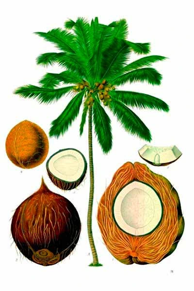 cocotero-cocus-nucifera-01 plantas de agua