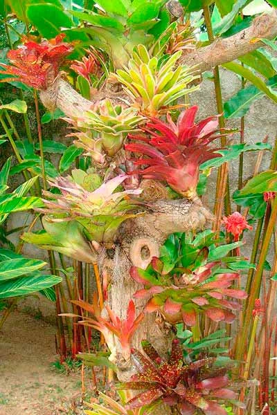 como-encontrar-agua-en-las-bromelias plantas que retienen agua